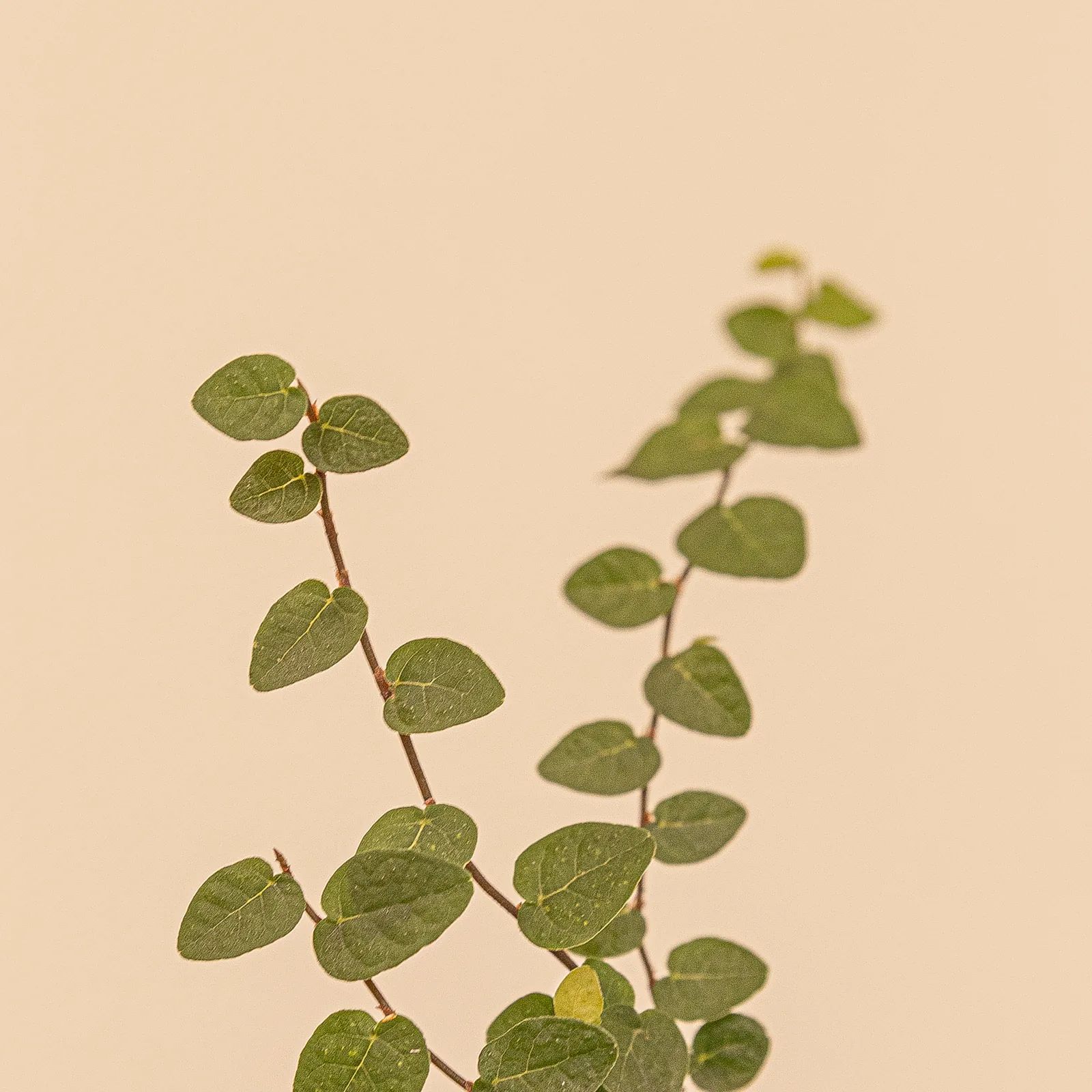 Rounded green leaves grow along two slender stems; the branch on the right is softly blurred against a beige background.