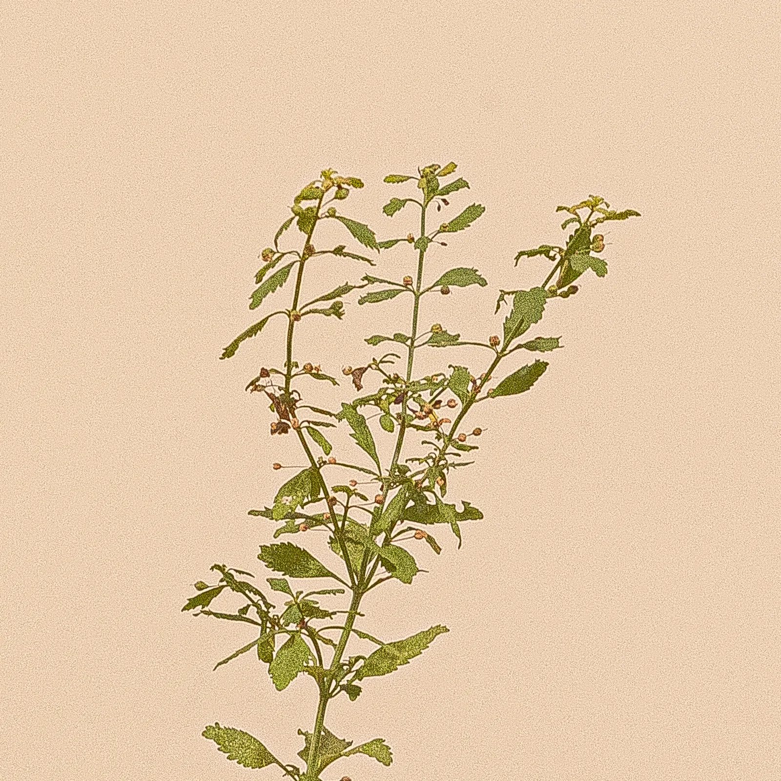 一株細小植物向上分出多支細枝，枝上排列小片綠葉，背景為米色。