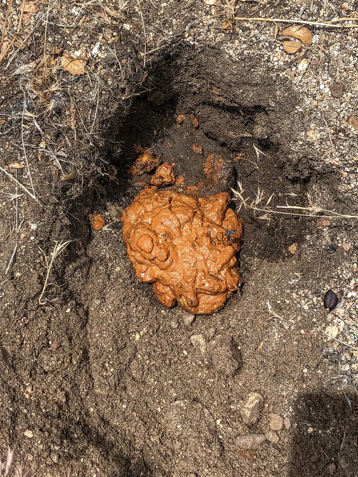 長形土坑中的橙褐色排泄物，四周可見挖掘痕跡。