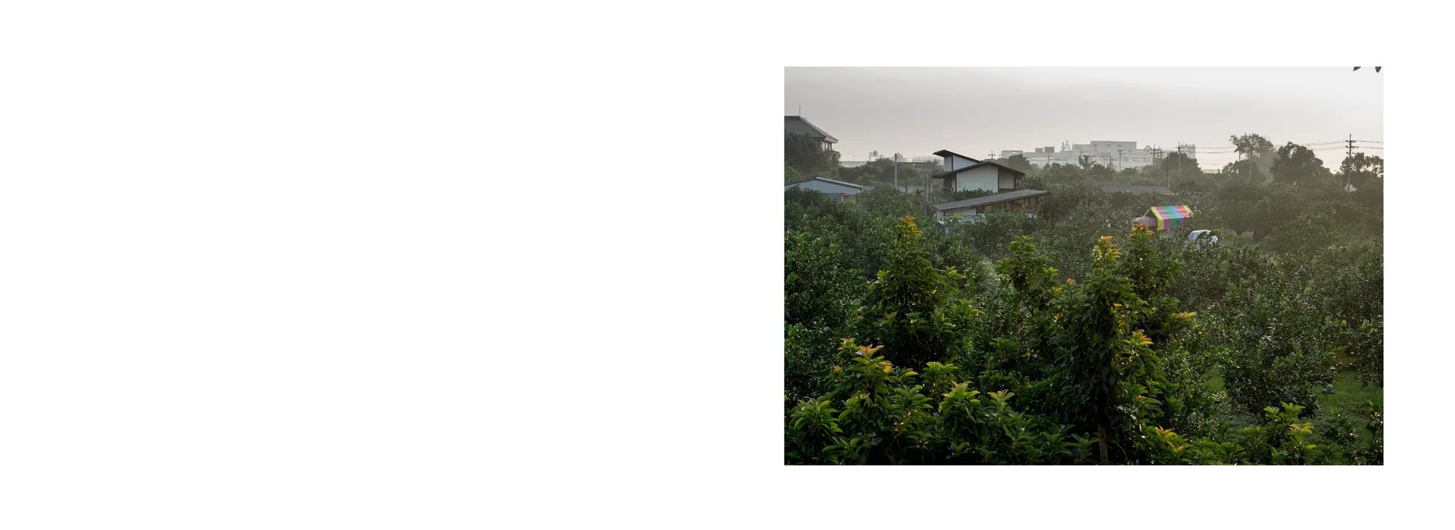 空白跨頁右側的照片，越過樹冠望向遠處低矮建築。